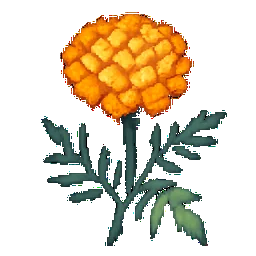 Marigold