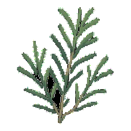 Rosemary